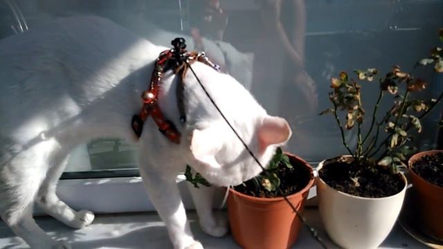 Кот Принц ест одуванчик смотреть онлайн