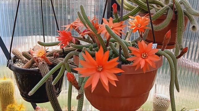 Была в кактусных теплицах Андреаса Весснера.Мои новые кактусы.Цветение моих кактусов. смотреть онлайн