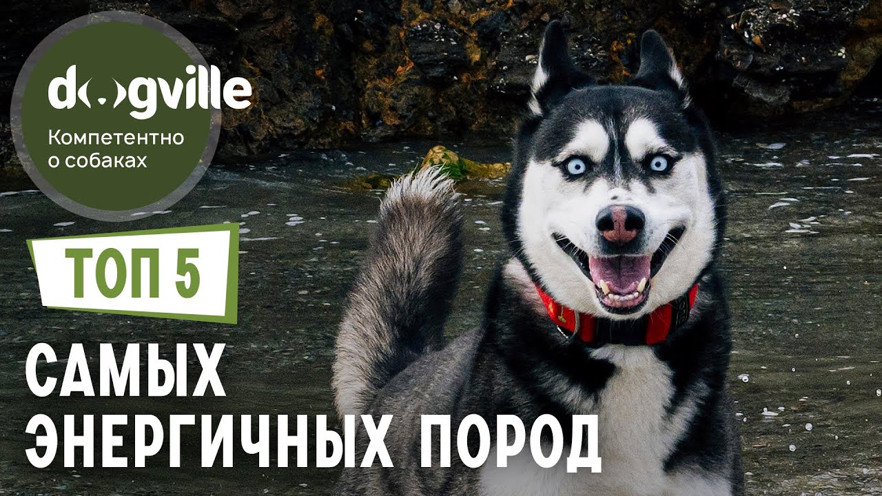 ТОП 5 Самых ЭНЕРГИЧНЫХ пород собак смотреть онлайн