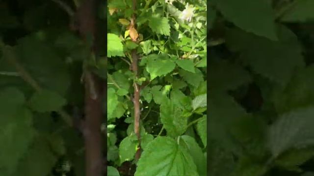 Малиновое дерево Таруса смотреть онлайн