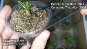 Адениум, 1 месяц после посева, чем лучше всего подкармливать маленький Адениум