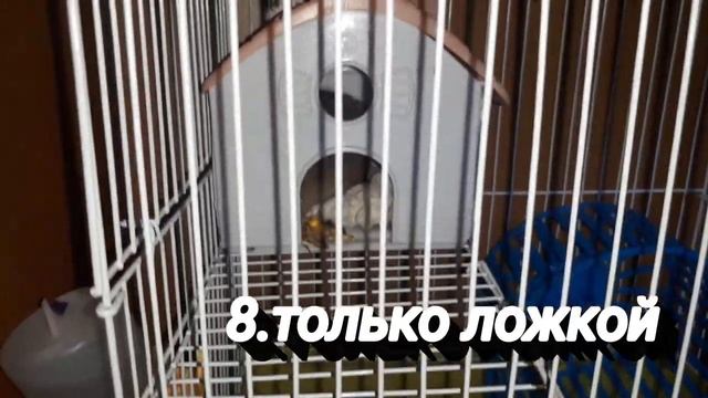 Что делать если хомячиха родила? смотреть онлайн