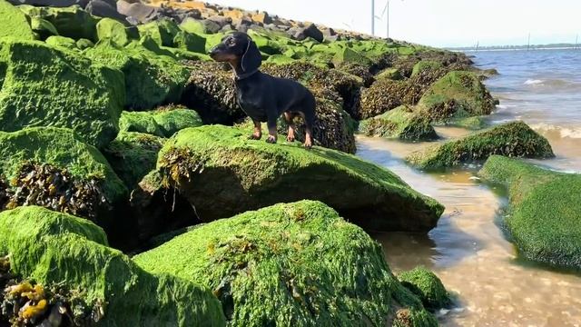 Loulou’s Diary 8| Dachshund on the beach. смотреть онлайн