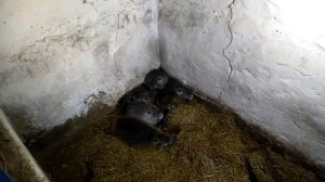 ОПТИМАЛЬНОЕ КОЛИЧЕСТВО САМОК ДЛЯ СОЗДАНИЯ СЕМЬИ НУТРИЙ