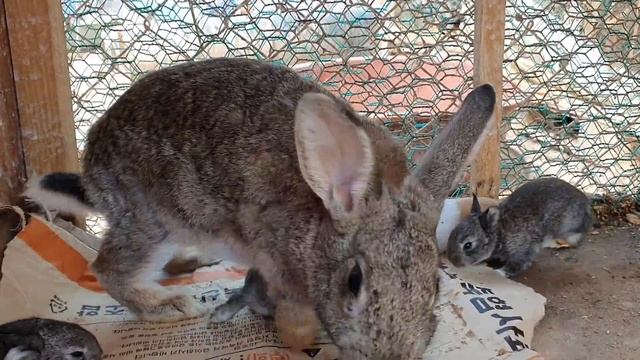 18일된 아기토끼(rabbit) 8마리. 엄마토끼가 젖을 안주려고 하네요(The mother rabbit is trying not to breast the baby rabbit. смотреть онлайн