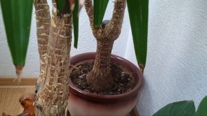 Юкка. Как я ухаживаю за растением.