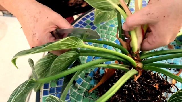 PROPAGATING MY PHILODENDRON BIRKIN || How To Propagate A Philodendron Birkin @theplantingbug2045