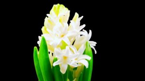 Игорь Корнелюк. Месяц май