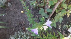 Платикодон (Platycodon) и  Кампанула карпатская (Campanula carpatica)