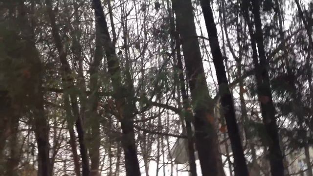 09.11.16. Белочки! :-) смотреть онлайн