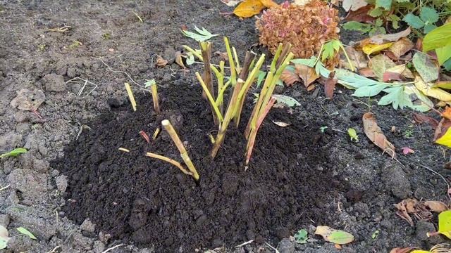 Как подготовить пионы к зиме смотреть онлайн