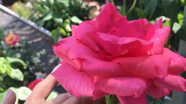 Эта роза, 16 лет в моем саду! Одна из первых. смотреть онлайн