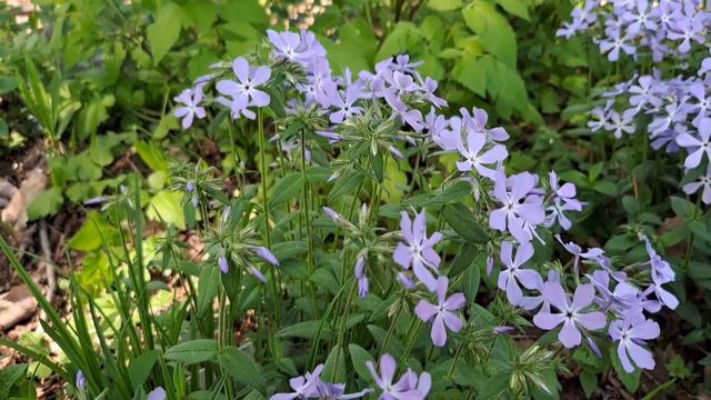 Basics of Floral Anatomy, Starring Phlox divaricata смотреть онлайн