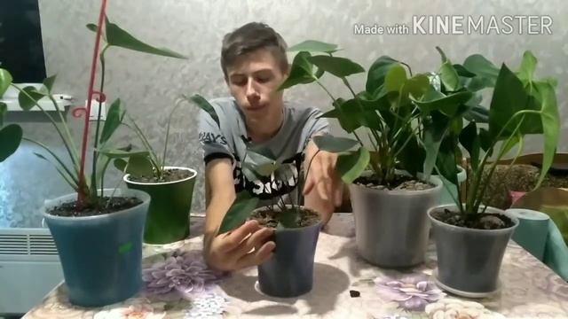 Как поживает мои антуриумы и какой за ними уход смотреть онлайн