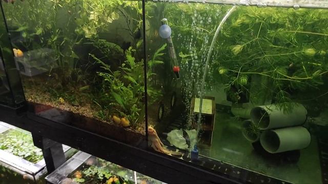 УРА Золотистые сомы накидали икры... смотреть онлайн