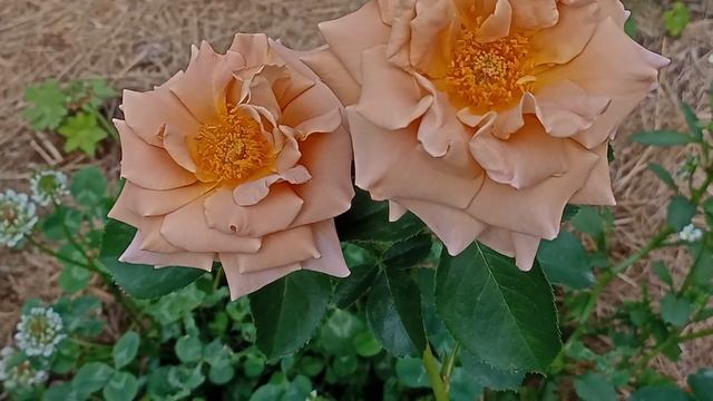 Honey Dijon - горчица на солнце) смотреть онлайн