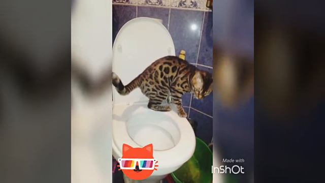 Кот ходит на унитаз😼 смотреть онлайн