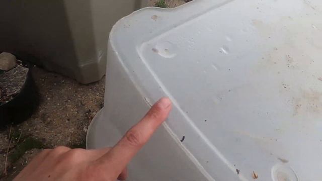 Episode 42, Dwarf Jade(portulacaria afra variegated) Pruning and Spring Issues смотреть онлайн