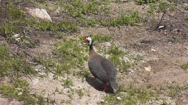 Helmeted Guineafowl (Numida meleagris) смотреть онлайн
