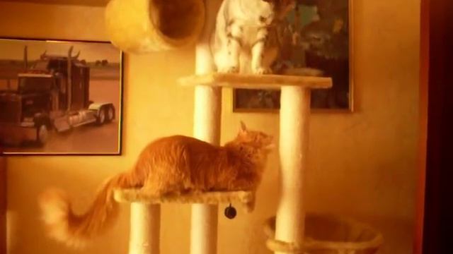 Кошачьи игры смотреть онлайн
