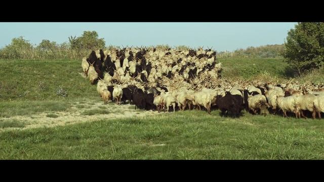 WOW Hungary: Sopron region смотреть онлайн
