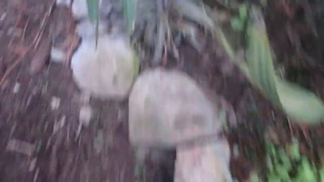 Yucca gigantea survives another northern winter. Update! смотреть онлайн