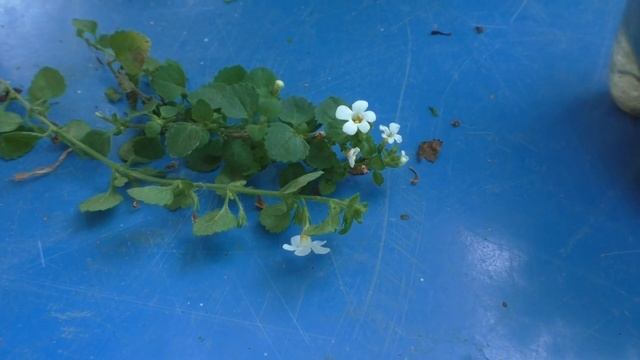 БАКОПА - РАЗМНОЖЕНИЕ ЧЕРЕНКАМИ. Мои цветы. Мой опыт. смотреть онлайн