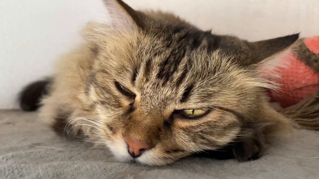 ДВОЙНОЕ СЧАСТЬЕ! КАК СОБАКИ И КОШКИ ВЛИЯЮТ НА ЖИЗНЬ ЧЕЛОВЕКА? смотреть онлайн