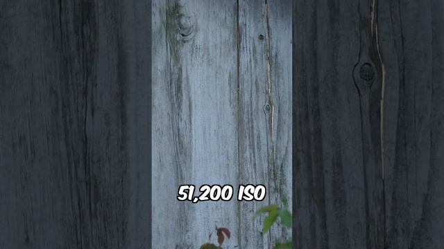 Panasonic S5II Quick Review смотреть онлайн