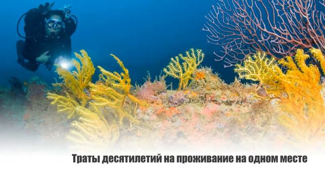 Где можно получить гражданство без проблем: Гренада смотреть онлайн