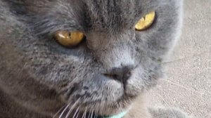 Британец или шотландец? Кто же наш кот? British or Scottish? Who is our cat?