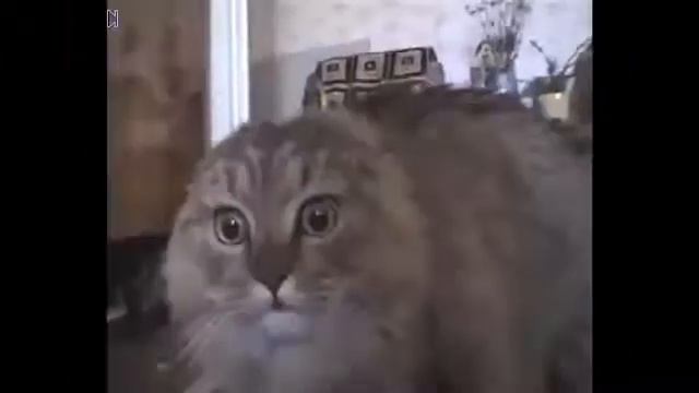 Кот на самом деле поёт песни смотреть онлайн
