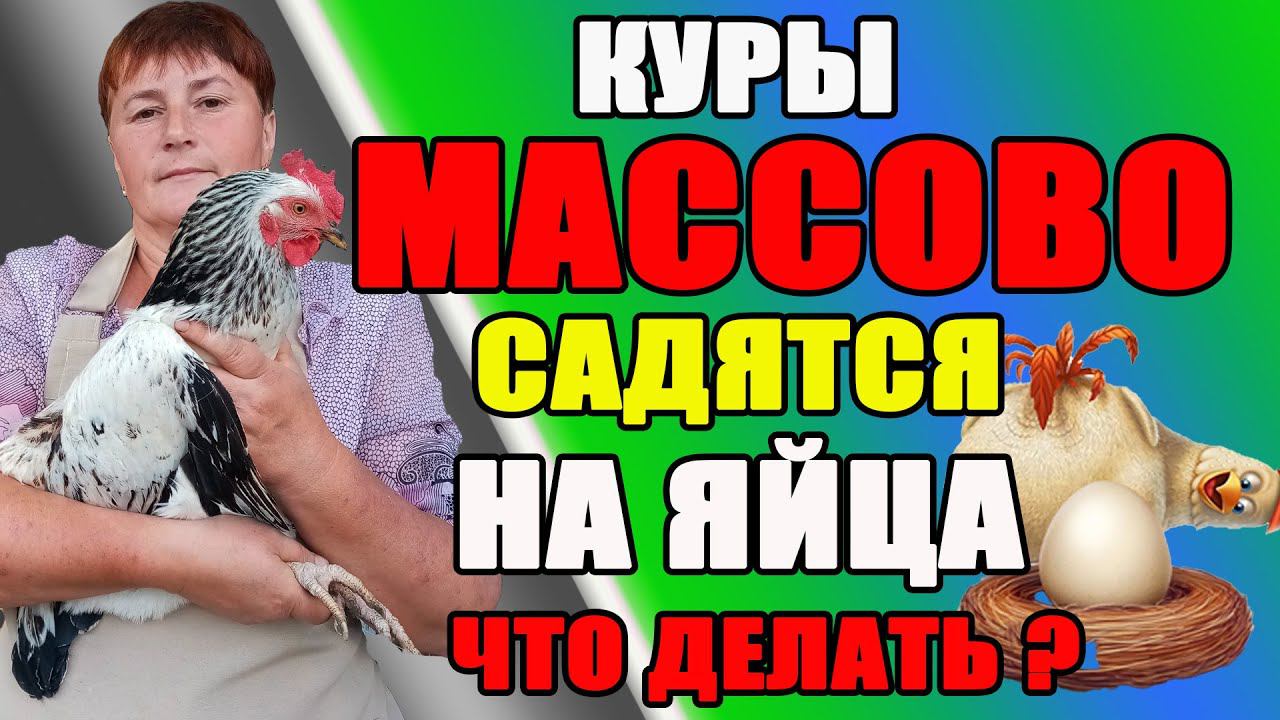 Куры массово садятся на яйца. ЧТО ДЕЛАТЬ? смотреть онлайн