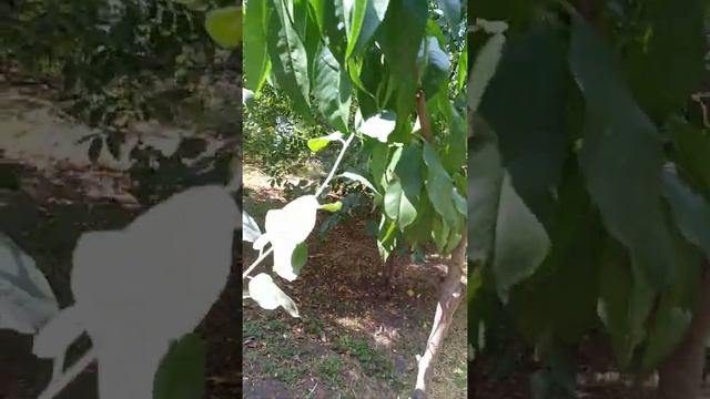 Персик, привитый на сливу. A peach grafted on a plum. смотреть онлайн