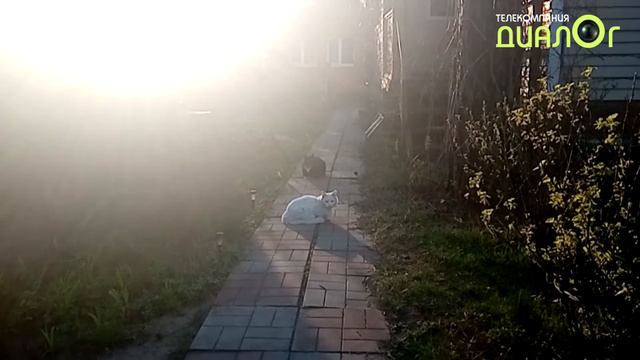 Кот Мурлыка и кошка Монро (Из жизни кошек)