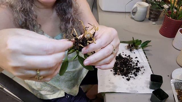 ORCHIDS, DENDROBIUM AGGREGATRUM, May 2021, Chronic Migraine Vlogger, Keeping my hands busy смотреть онлайн