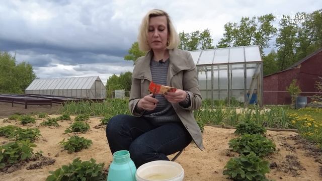 Как победить одуванчики на клубничных грядках и газоне, когда нет времени полоть. смотреть онлайн