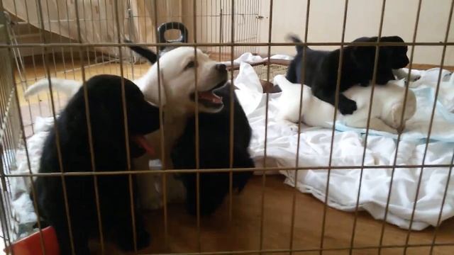 Палевые и черные щенки лабрадора от Чемпионов:)) смотреть онлайн