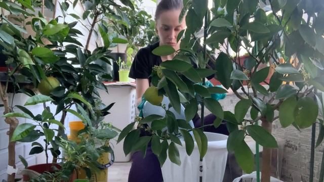 Частичная замена грунта для клементина Амоа 8 смотреть онлайн