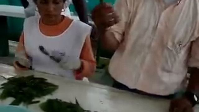 Invernadero clonal de Acacia mangium(1) смотреть онлайн