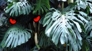 Цветок монстера — влияние на человека в квартире