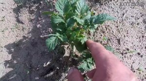 Прополка картошки «ежами»: быстро, сердито и качественно!