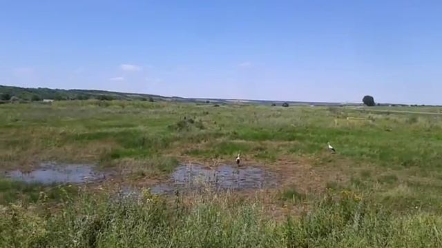 Аисты на природе смотреть онлайн