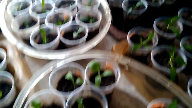 Рассада 2018. Перец и баклажан. 27.02.18