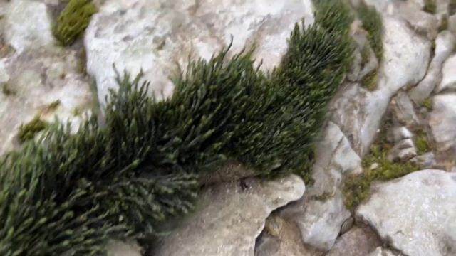 Редкий горячий водопад в Грузии и экскурсия по местам Мартвильского каньона смотреть онлайн