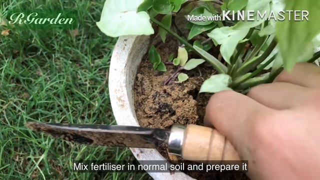 Repotting and Care of Syngonium Silver Pearl | Complete Guide | Urdu _ Hindi | English sub смотреть онлайн