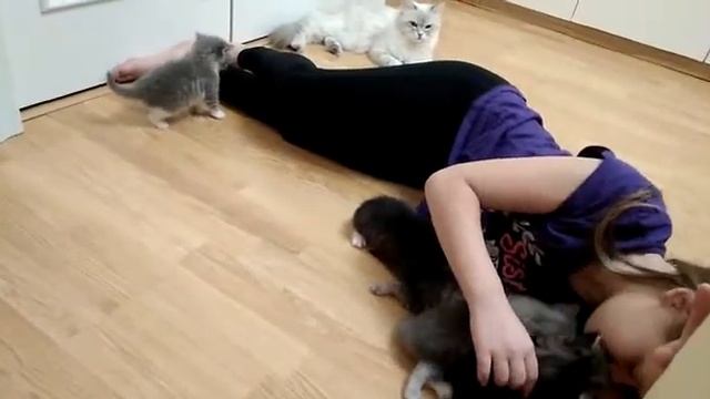 Как правильно гладить сибирских котят / How to properly stroke siberian kittens смотреть онлайн