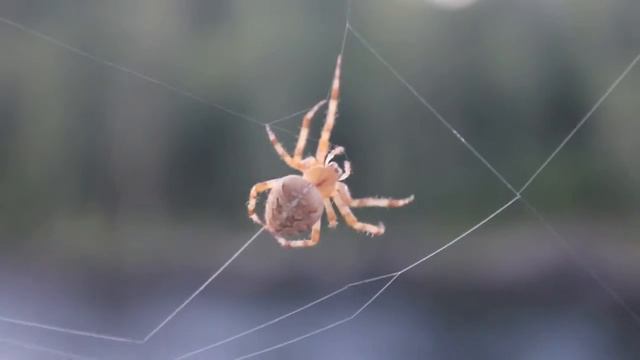 Паук плетёт паутину Spider смотреть онлайн