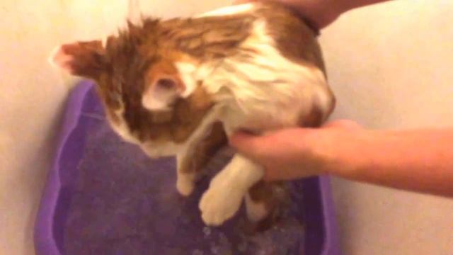 Котик любит мыться смотреть онлайн