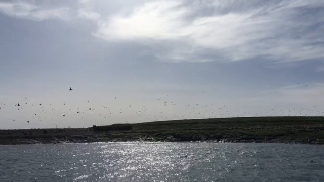 Farne Islands, first puffins arrive 2021 смотреть онлайн